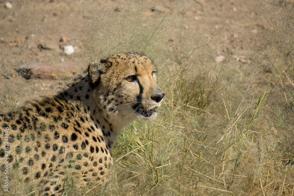 Fototapeta premium Gepard aus Namibia