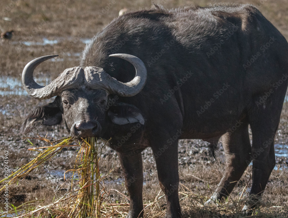 Cape buffalo eats hippo grass from a marsh in Namibia