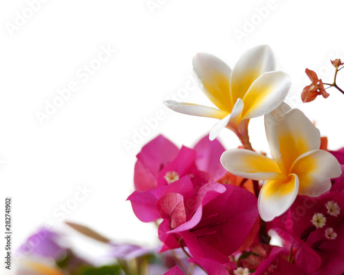 flowers isolated over white