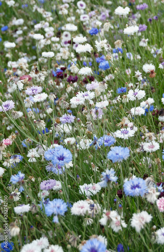 Photo of medical flowers field background.
