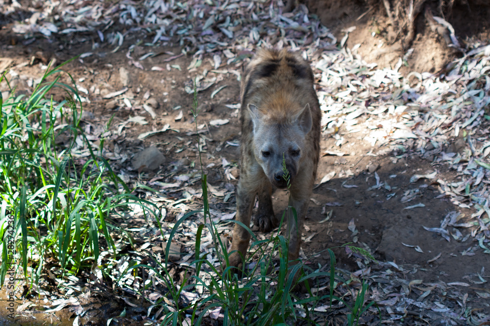 Hyena sniffing in the sand of the mountain, next to rocks and in a natural background. Plants around the animal, hot habitat. Hyena looking for food. Wild, carnivorous. Hyena sniffing in the sand of the mountain, next to rocks and in a natural background. Plants around the animal, hot habitat. Hyena looking for food. Wild, carnivorous.