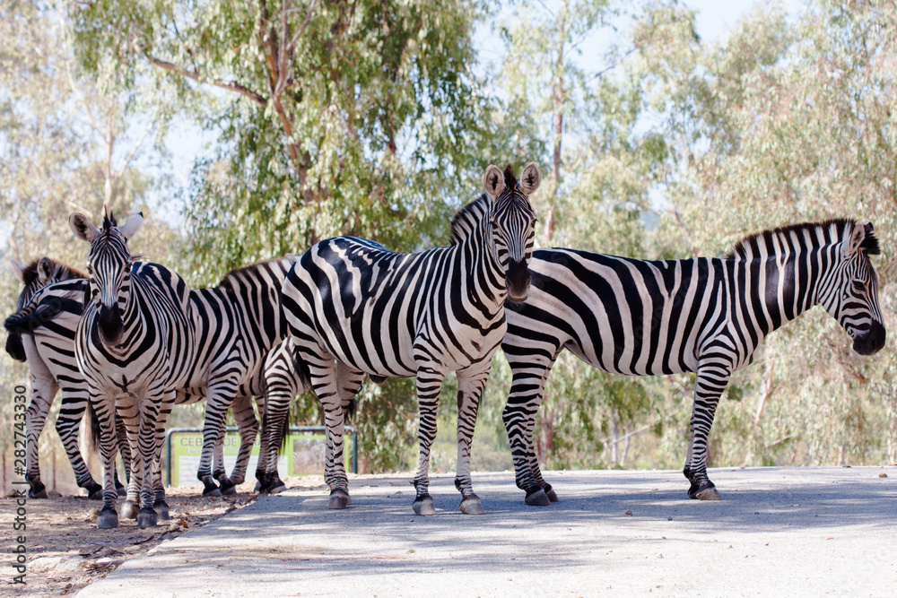 Zebra in herd, in the mountains, next to rocks and in a natural background. Plants around animals, hot habitat. Zebra related to the pack. Nature, animals Zebra in herd, in the mountains, next to rocks and in a natural background. Plants around animals, hot habitat. Zebra related to the pack. Nature, animals