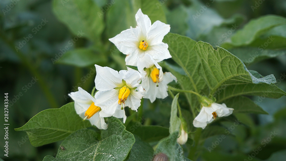 blooming potato plant, close-up potato crocus flower, blooming potato plant, close-up potato crocus flower,