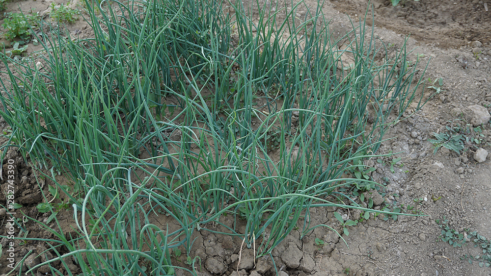 hobby garden onions green onions spring onions hobby garden onions green onions spring onions