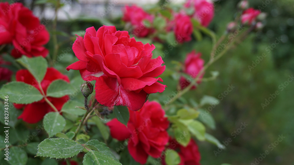 The most beautiful dark red roses, natural roses, pink roses in the garden,