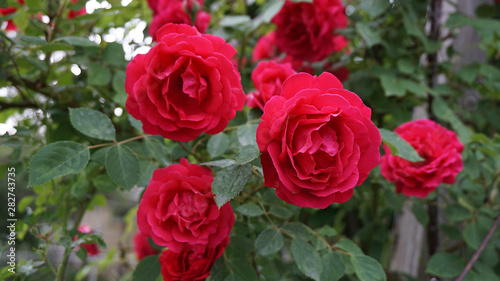 The most beautiful dark red roses  natural roses  pink roses in the garden 