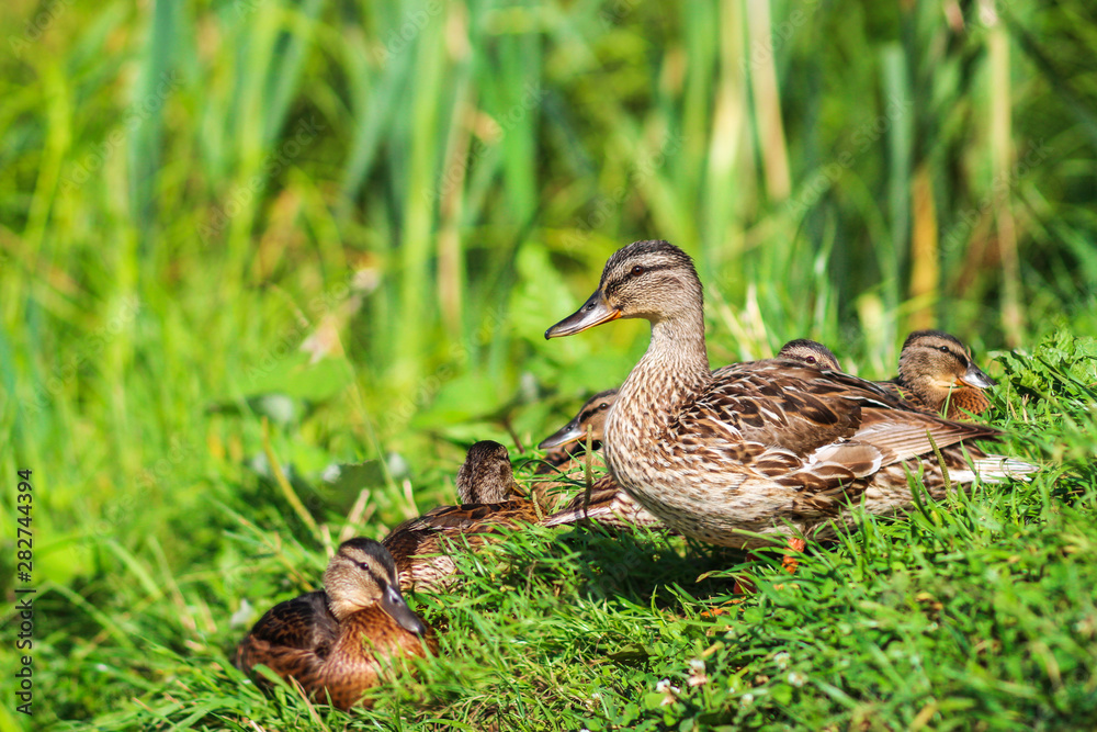 Mother duck and ducklings on the shore covered with lush grass and reeds Mother duck and ducklings on the shore covered with lush grass and reeds