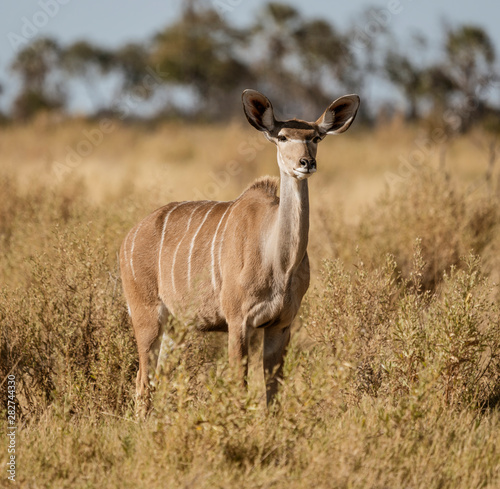 A lone female kudu looks at the photographer in Botswana photo