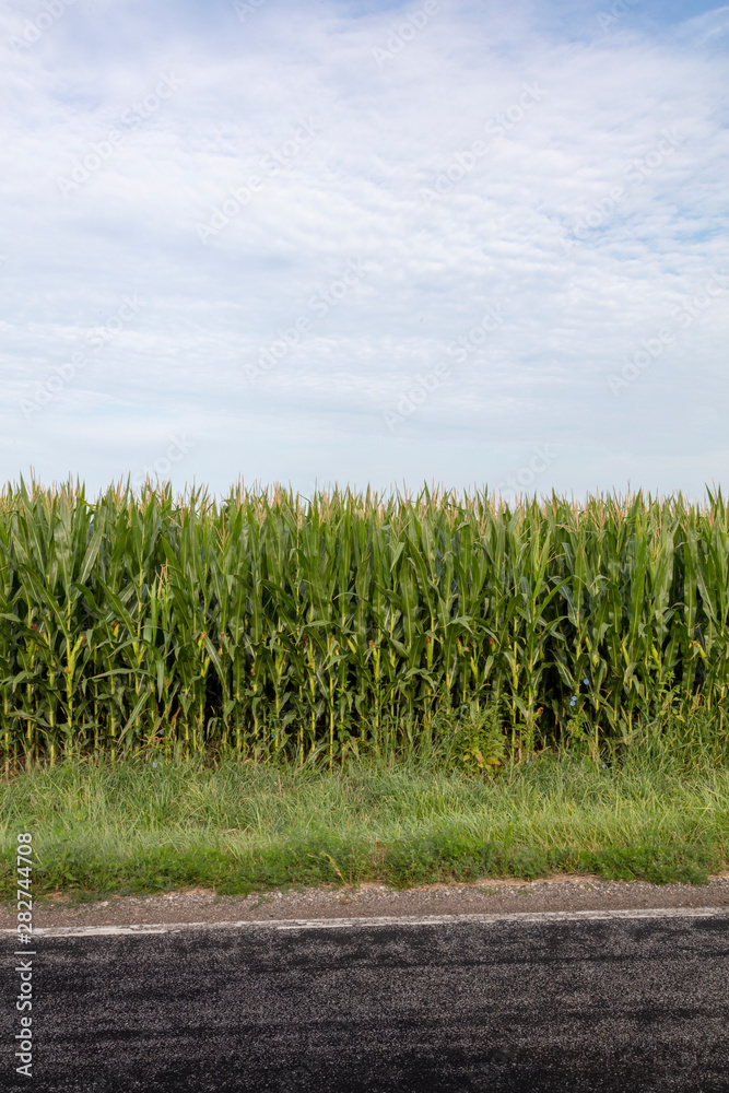 Midwest Corn Field Midwest Corn Field