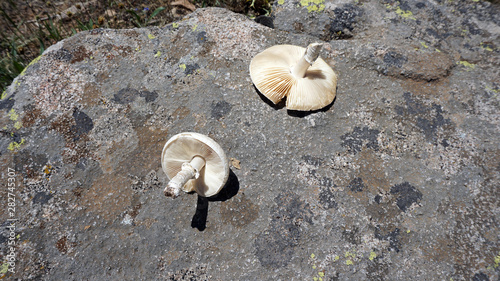 edible wild mushroom, natural mushroom, white mushroom, non-poisonous mushroom varieties,