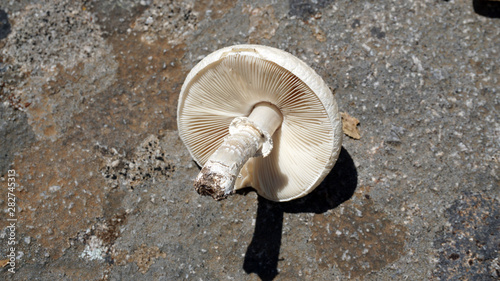 edible wild mushroom, natural mushroom, white mushroom, non-poisonous mushroom varieties,