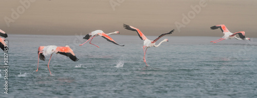 Flamingos in flight over a salt marsh in Namibia