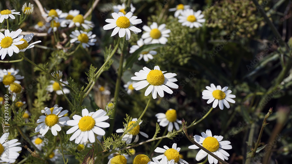 large quantities of natural chamomile flowers in a wide area, large quantities of natural chamomile flowers in a wide area,