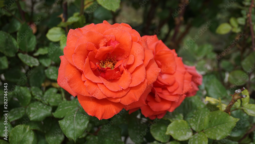 red big roses in the rose garden, red big roses in the rose garden,
