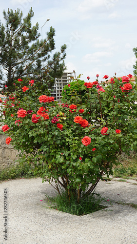 red and pink rose tree and roses,