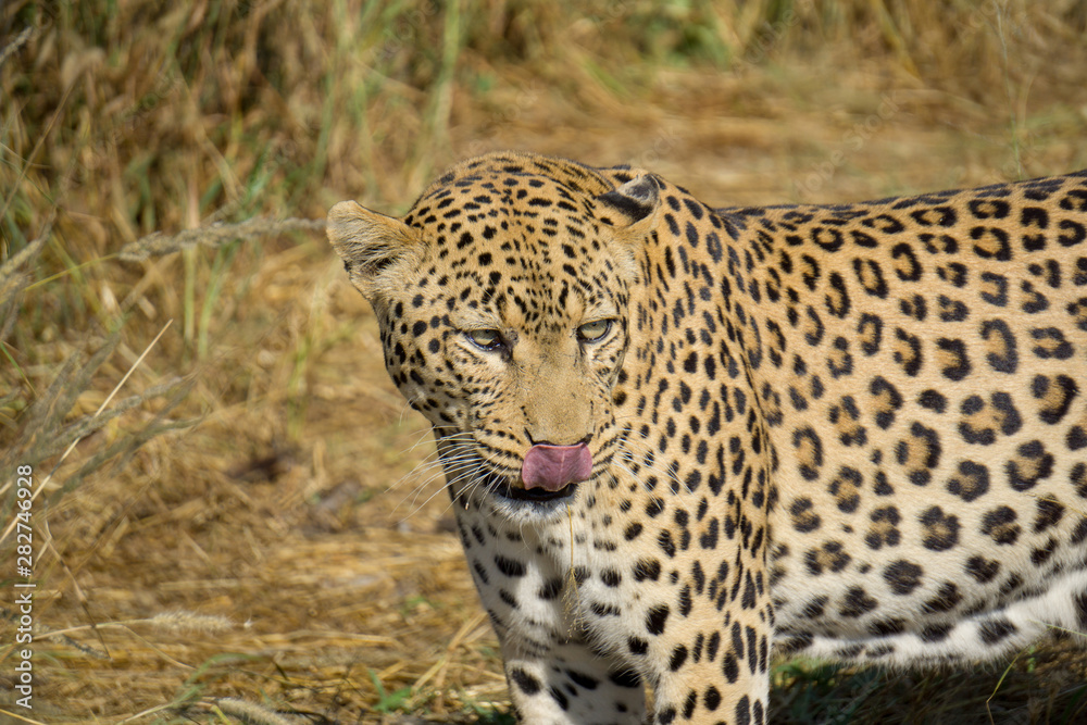 Leopard in Namibia im Gras Leopard in Namibia im Gras