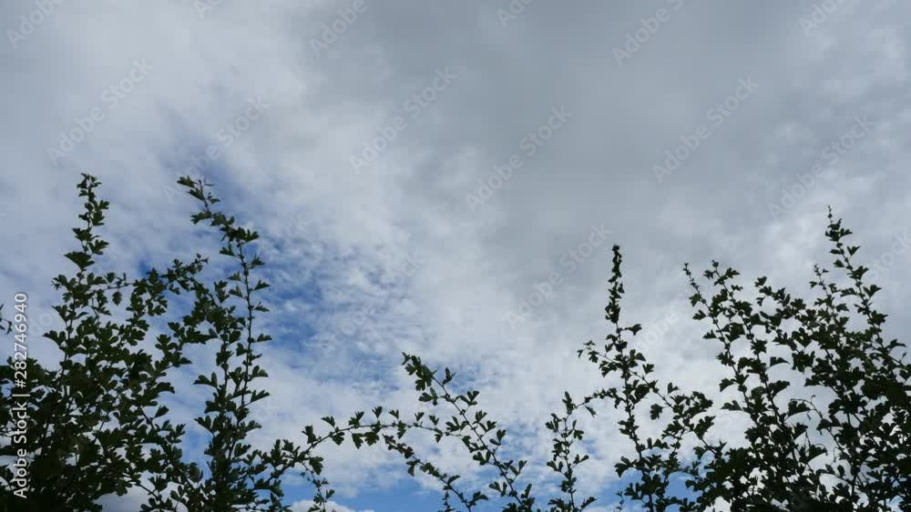 White clouds blue sky time lapse motion background. Shot thru the branches.