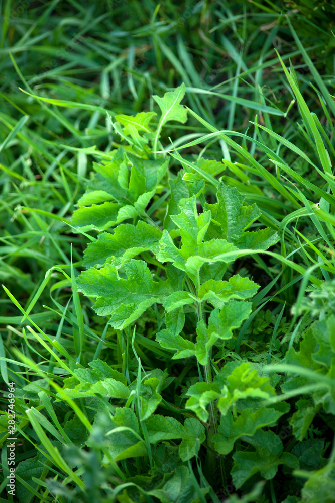 Wiesen-Bärenklau (Heracleum sphondylium) Wiesen-Bärenklau (Heracleum sphondylium)