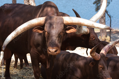 Watusi in herd, in the mountains, next to rocks and in a natural background. Plants around animals, hot habitat. Watusi related to the pack. Nature, animals photo