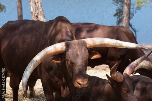 Watusi in herd, in the mountains, next to rocks and in a natural background. Plants around animals, hot habitat. Watusi related to the pack. Nature, animals photo