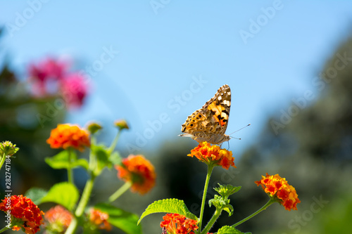 Close Up of Orange Butterfly Eating Pollen from a Flower