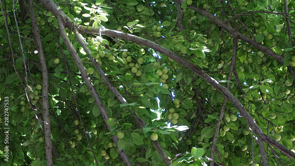 Fototapeta premium fresh plums, plum on tree,
