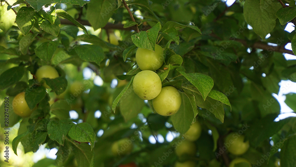 fresh green plums, large amounts of plums on the tree, 