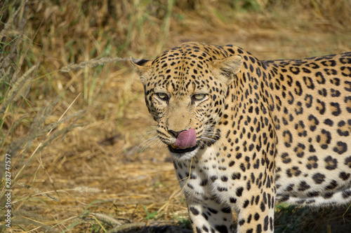 Leopard in Namibia im Gras