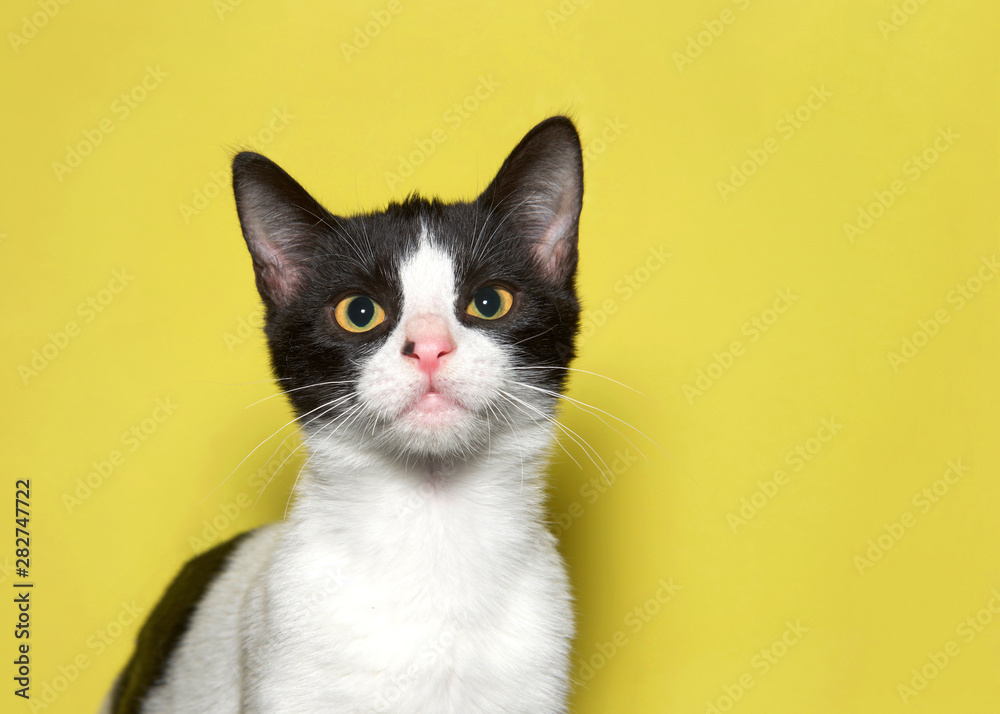 Portrait of an adorable black and white kitten looking directly at viewer. Mustard yellow background.