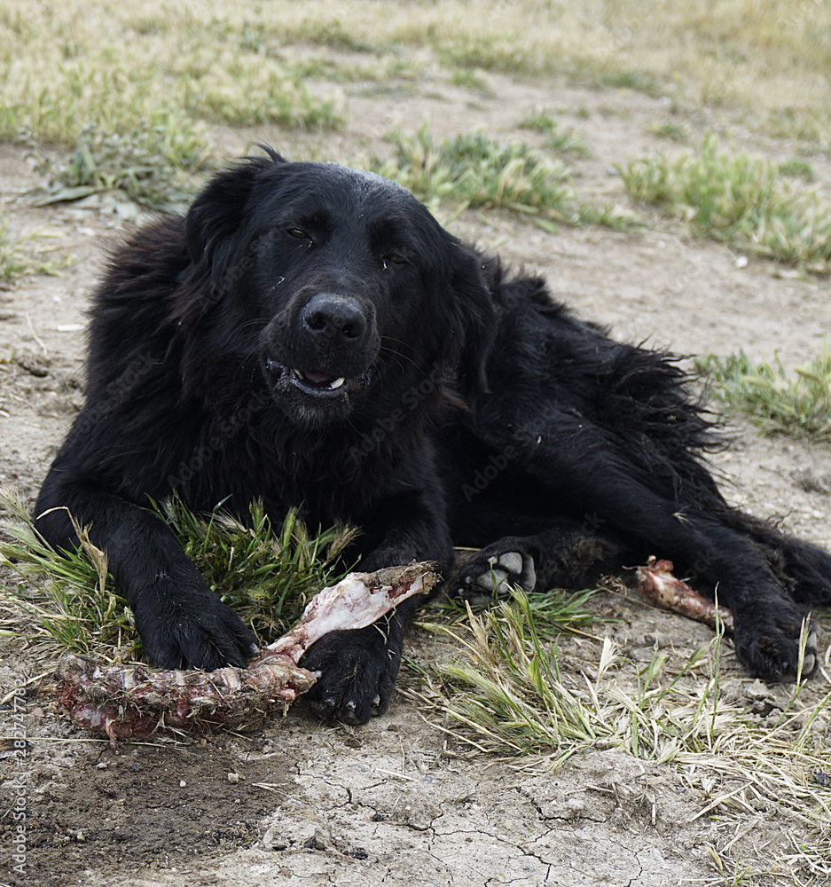a black stray dog eating a bone, a dog eating a bone,