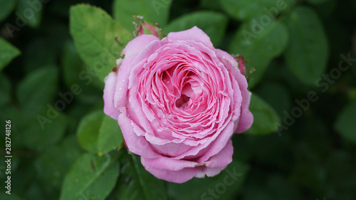 the most beautiful pink roses,