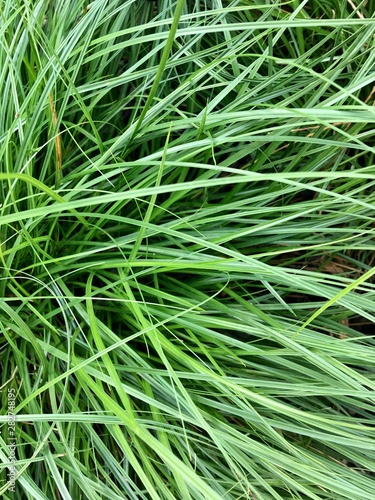 green grass texture background