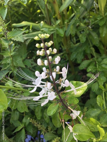 white flower meadow summer close up