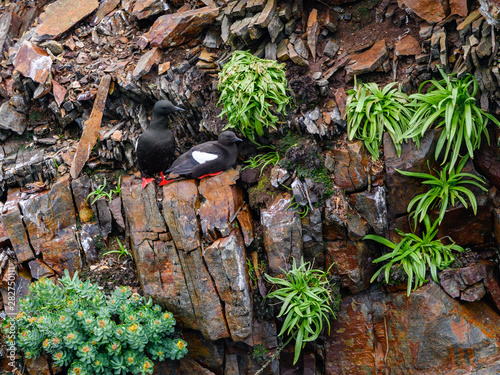 Black Guillemots Resting on a Rock Ledge photo