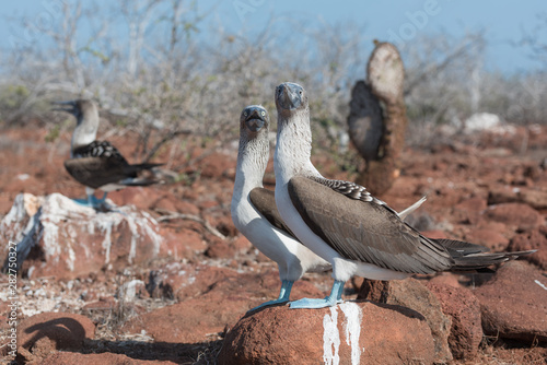 Two blue footed booby, North Seymour, Galapagos Island, Ecuador, South America.