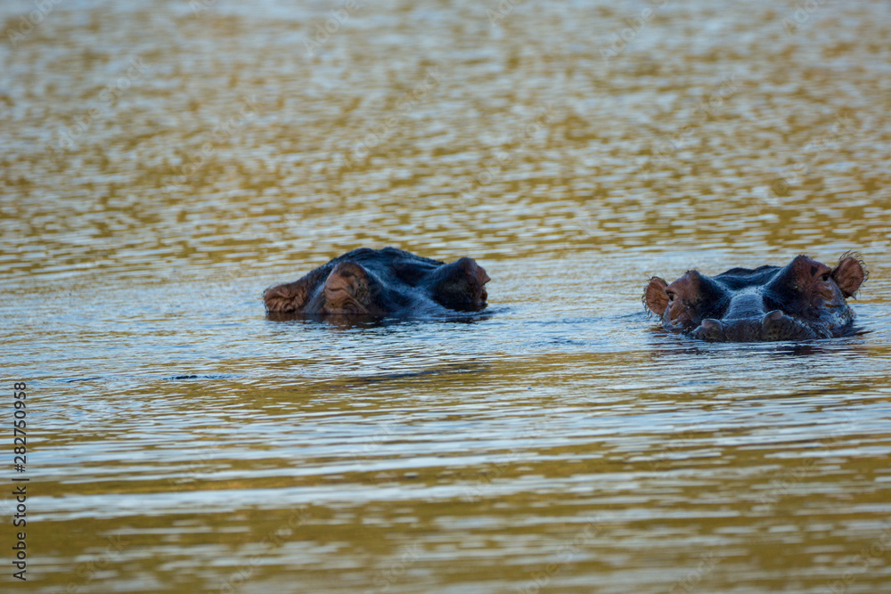 Fototapeta premium Flusspferde in Namibia