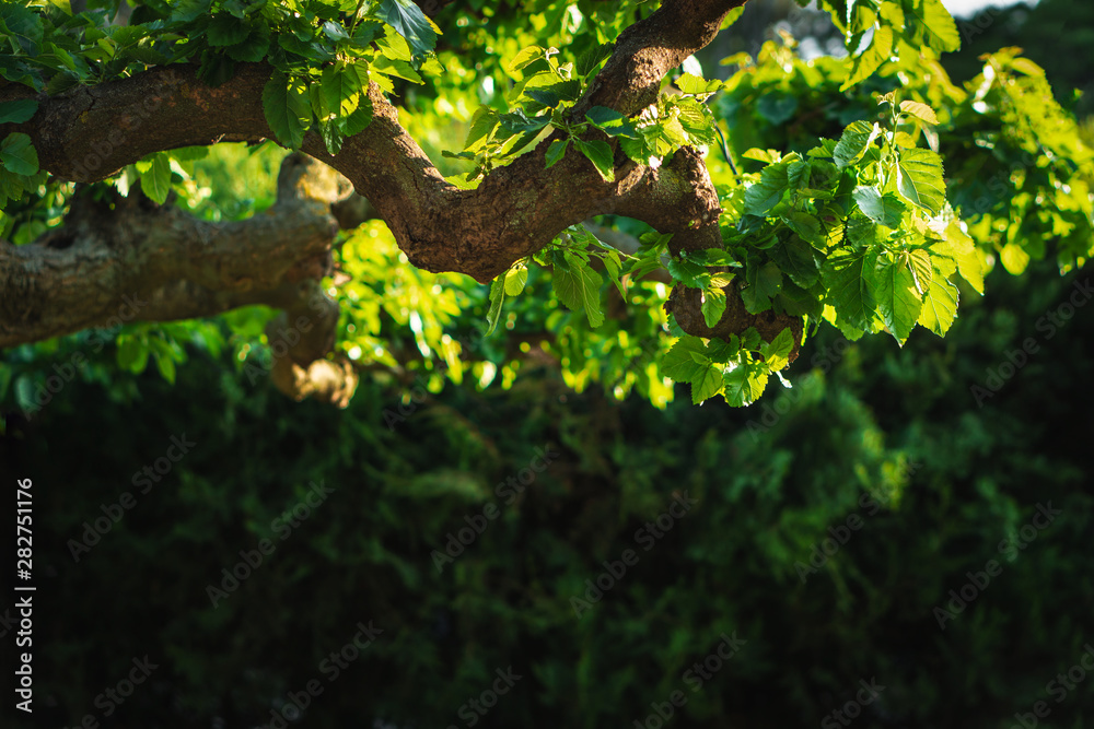 Fototapeta premium Background of fresh green leaves. Green leaves pattern background, Natural background and wallpaper