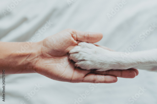 Woman hand is gently holding a white dog paw. Train dog to shake Paws. Home leisure. Love concept
