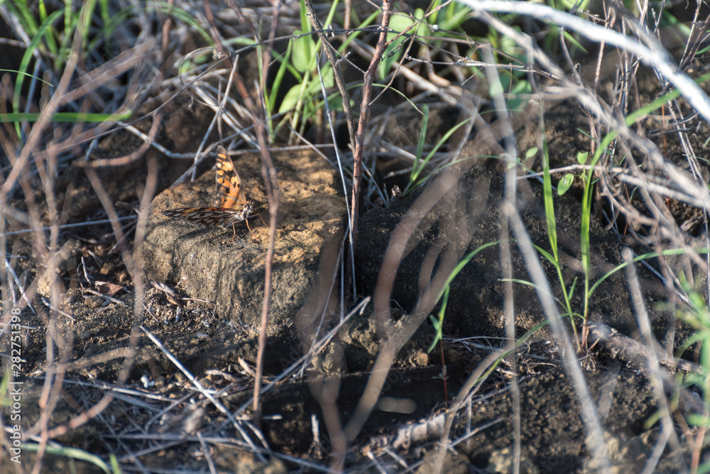 Gulf Fritillary (Agraulis vanillae) on Puerto Egas (Egas Port), Santiago Island, Galapagos Island, Ecuador, South America.
