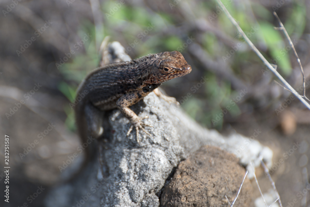 A Galapagos Lava Lizard (Microlophus albemarlensis) in Puerto Egas (Egas Port) on Santiago Island, Galapagos Island, Ecuador, South America. A Galapagos Lava Lizard (Microlophus albemarlensis) in Puerto Egas (Egas Port) on Santiago Island, Galapagos Island, Ecuador, South America.