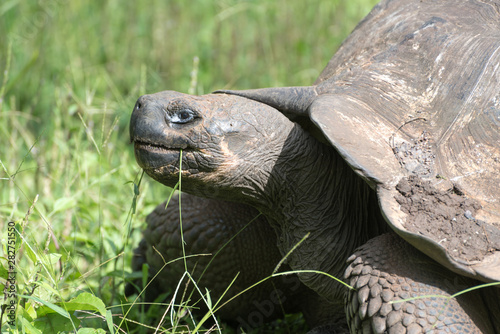 Galapagos giant tortoise on Santa Cruz Island in Galapagos National Park, Ecuador, South America.