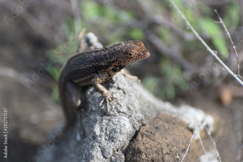 A Galapagos Lava Lizard (Microlophus albemarlensis) in Puerto Egas (Egas Port) on Santiago Island, Galapagos Island, Ecuador, South America.