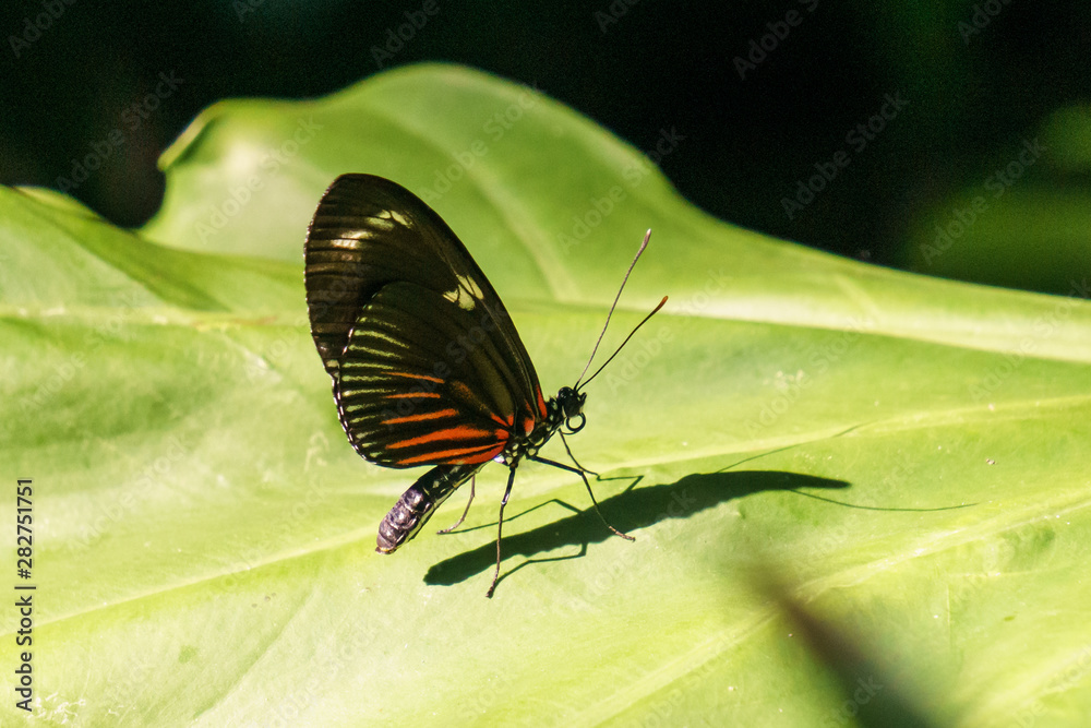 beautiful little butterfly with brightly coloured wings on green leaf. beautiful little butterfly with brightly coloured wings on green leaf.