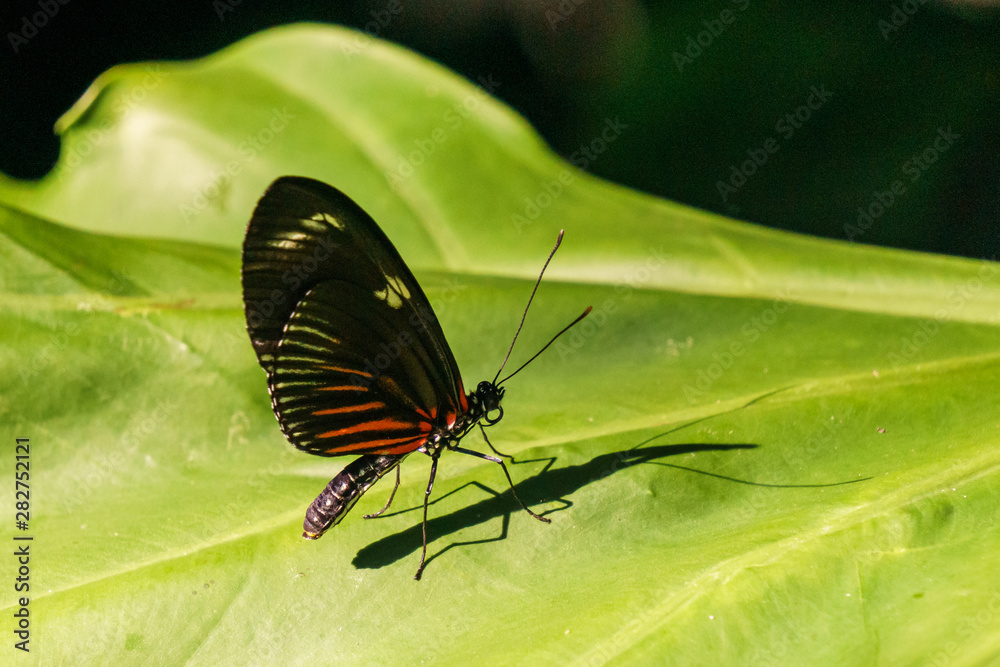 beautiful little butterfly with brightly coloured wings on green leaf. beautiful little butterfly with brightly coloured wings on green leaf.
