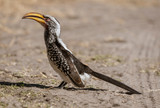 Yellow Billed Hornbill sits on the sand, scanning his horizon in Namibia
