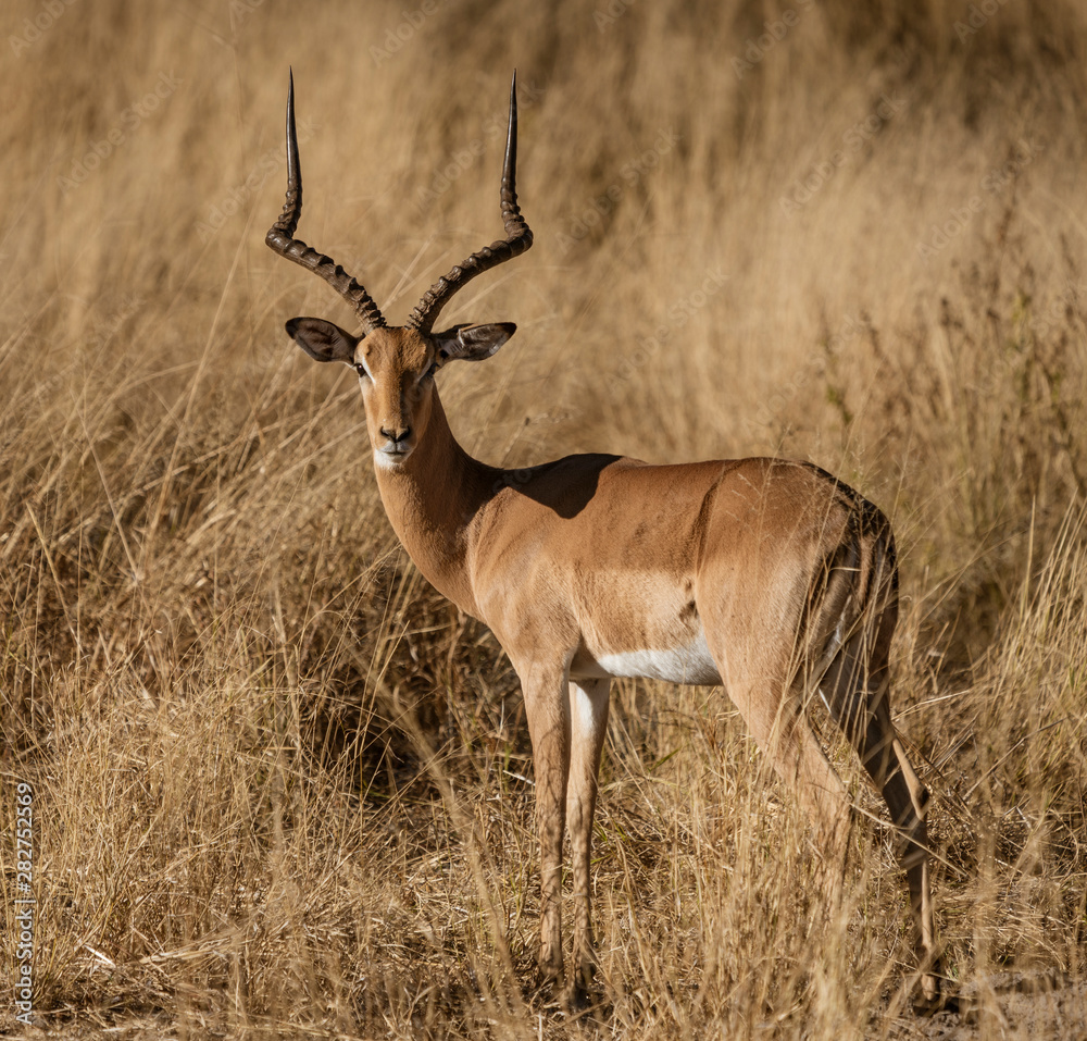 An adult male impala looks around in Namibia An adult male impala looks around in Namibia