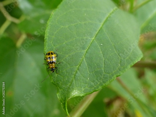 bug on a leaf © Jordyn