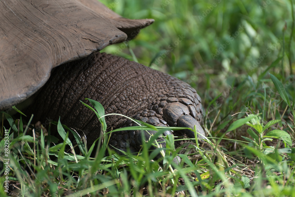 Obraz premium Galapagos giant tortoise on Santa Cruz Island in Galapagos National Park, Ecuador, South America.