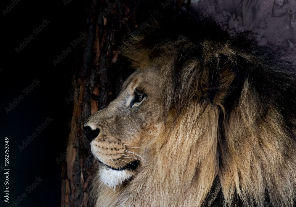 lion male with mane 