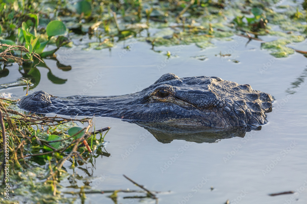 alligator in shallow water alligator in shallow water